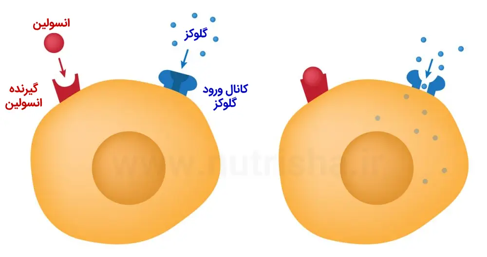 ارتباط انسولین و گلوکز